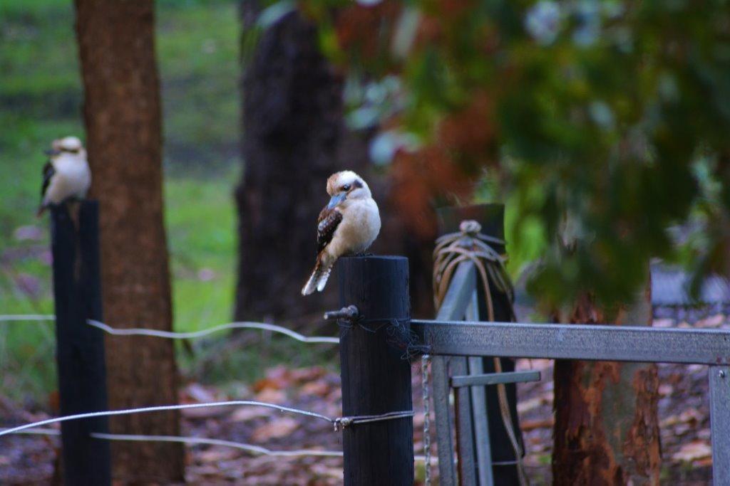 Black Cockatoo Lodge Nannup Zewnętrze zdjęcie